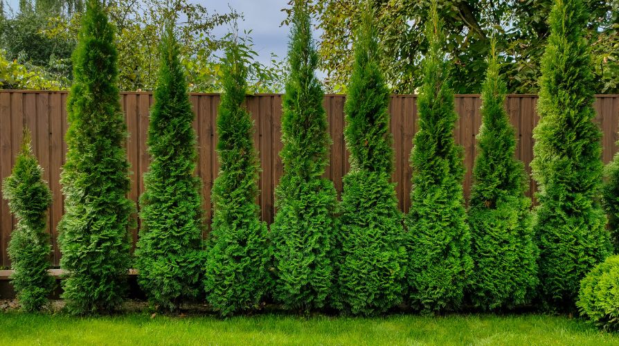 Key Factors to Keep in Mind When Fencing Near Trees